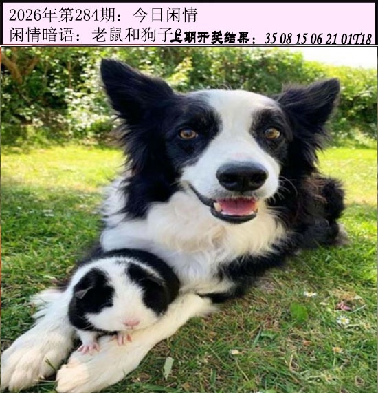 今日闲情 第284期